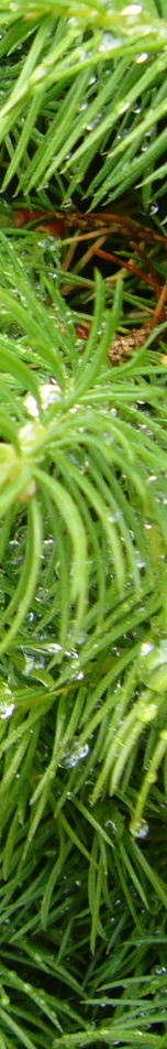 green_leaves