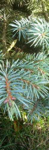 needles